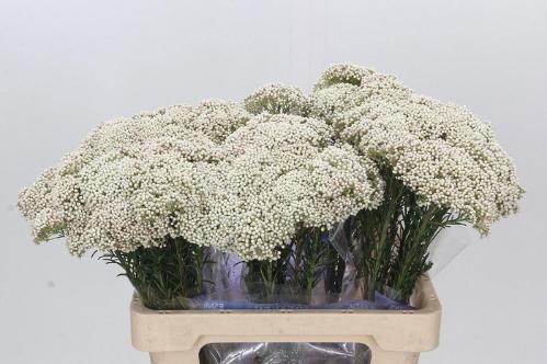 Ozothamnus 'Cooks Snow White'