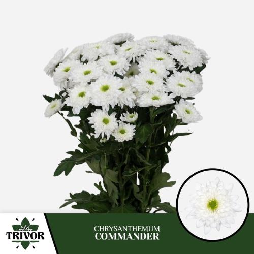 Chrysanthemum (Indicum Grp) tros Commander