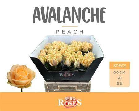 Rosa grootbloemig Avalanche Peach+