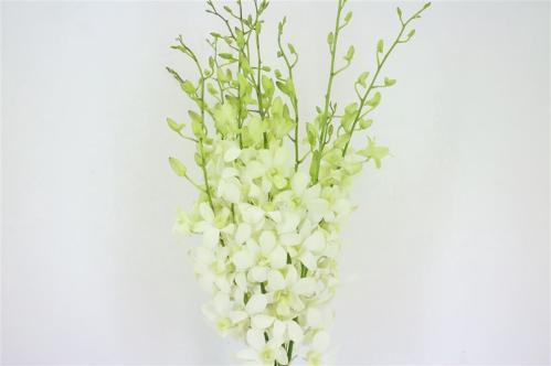 Dendrobium overig