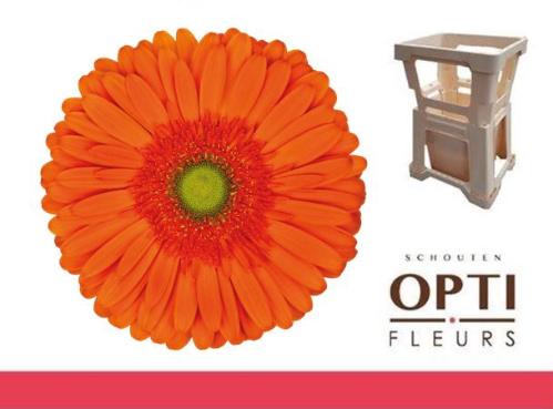 Gerbera grootbloemig 'Atlanta'