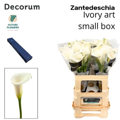 Zantedeschia Ivory Art