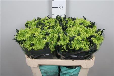 Chrysanthemum (Indicum Grp) geplozen Antenna