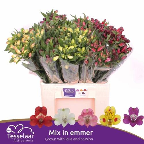 Alstoemeria gemengd in fust