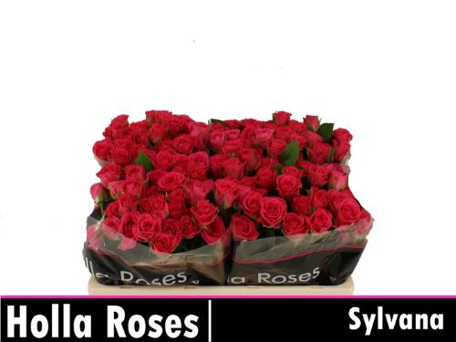 Rosa tros Sylvana
