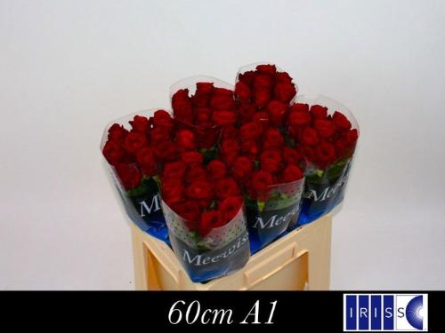 Rosa grootbloemig Red Naomi!