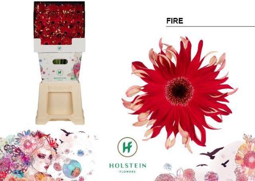 Gerbera grootbloemig krulvormig Gerpasta Fire