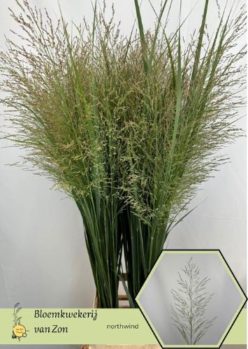 Panicum virgatum 'Northwind'