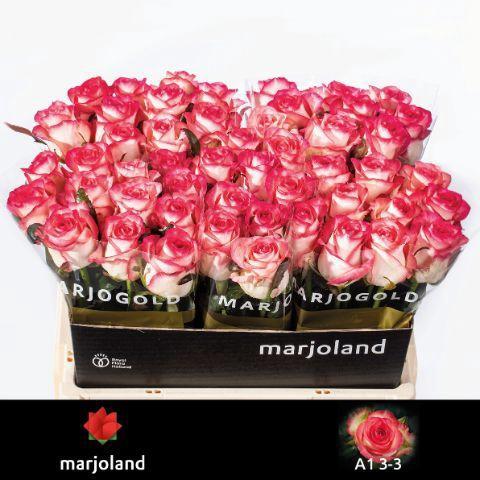 Rosa grootbloemig Jumilia