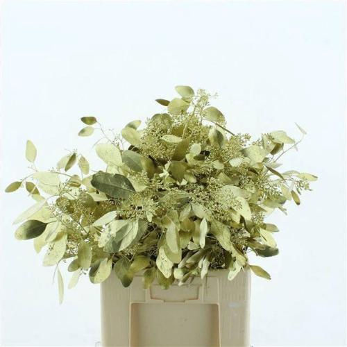 Eucalyptus polyanthemos (fruit) kleurbehandeld per bos H%