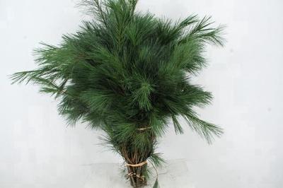 Pinus strobus per bos