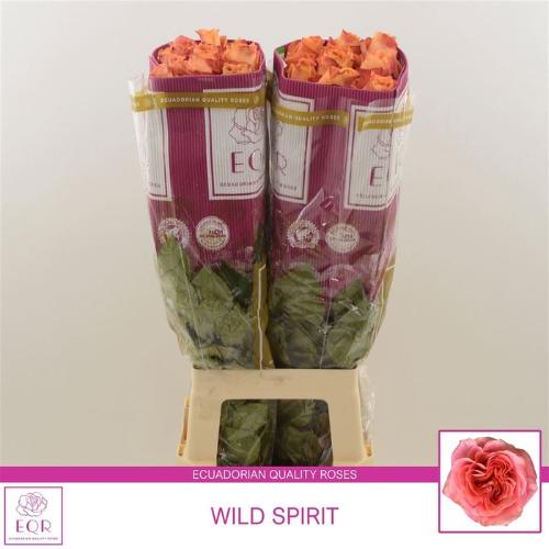 Rosa grootbloemig Wild Spirit