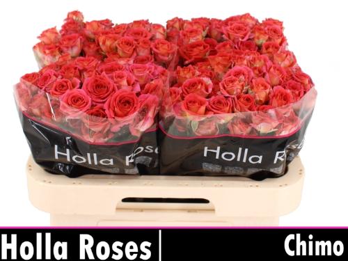Rosa tros Chimo