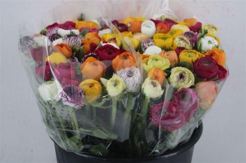 Ranunculus gemengd