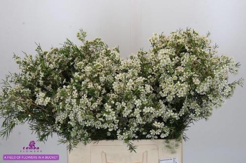 Chamelaucium uncinatum 'Ofir'