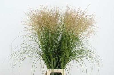 Miscanthus sinensis overig