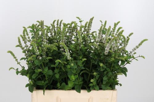 Mentha 'White Juliet'