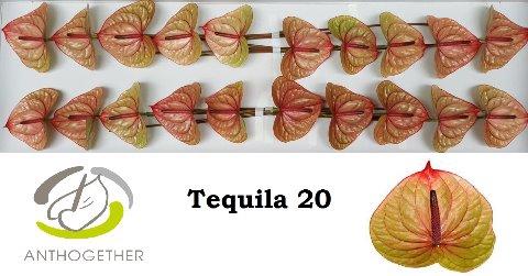 Anthurium (Andreanum Grp) Tequila