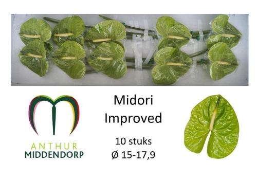 Anthurium Andreanum Grp Midori Improved