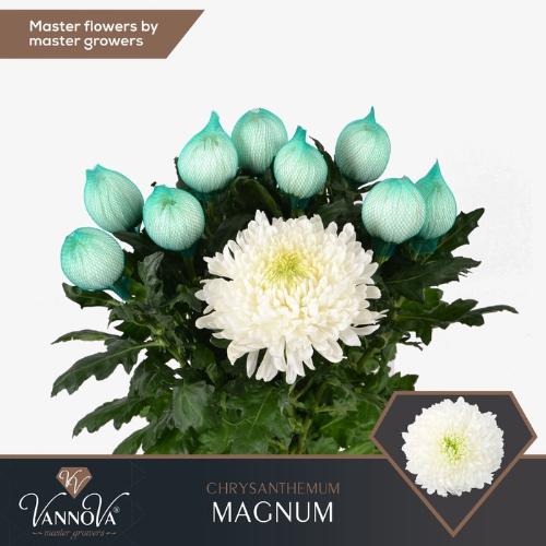 Chrysanthemum Indicum Grp geplozen Magnum