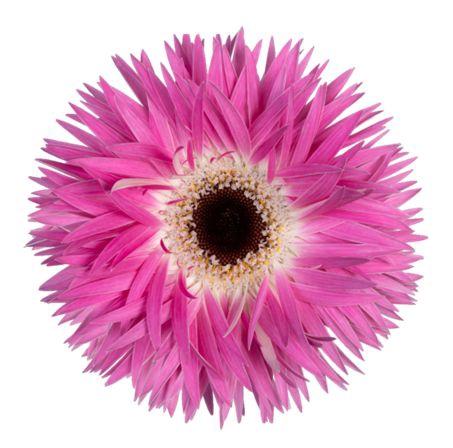 Gerbera grootbloemig spinvormig Stitch+