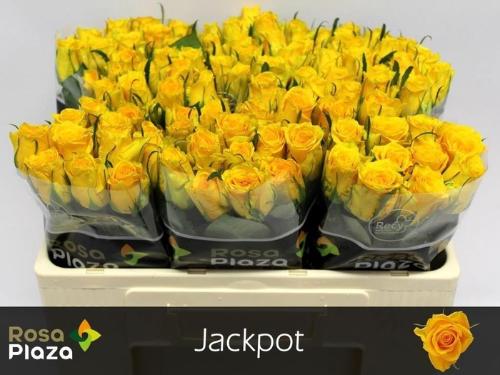 Rosa kleinbloemig Jackpot+
