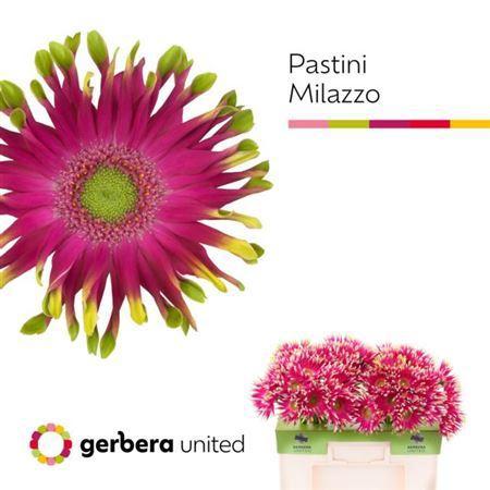 Gerbera grootbloemig Pastini Milazzo