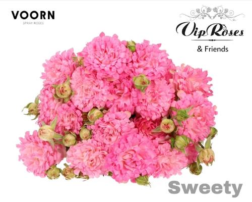 Rosa tros #Sweety