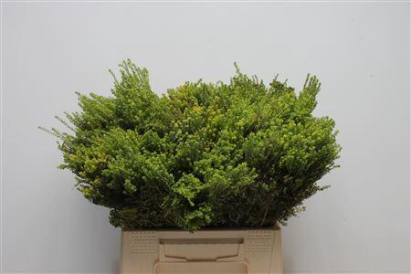 Kaaps Groen