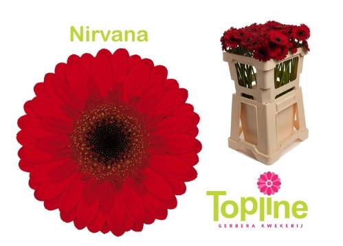 Gerbera mini Nirvana