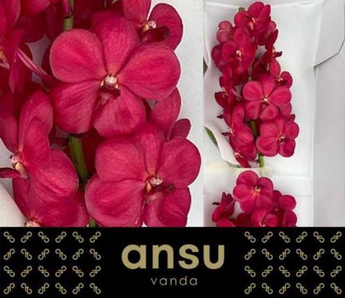 Vanda Natcha Magic Red