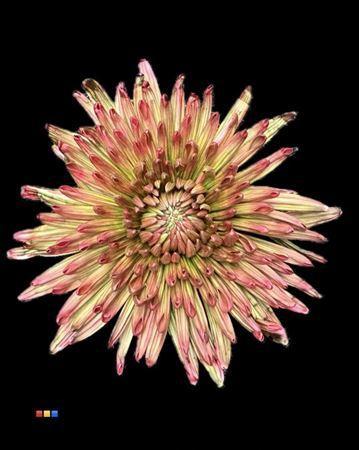 Chrysanthemum (Indicum Grp) geplozen Topspin kleurbehandeld H%