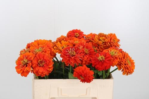 Zinnia elegans