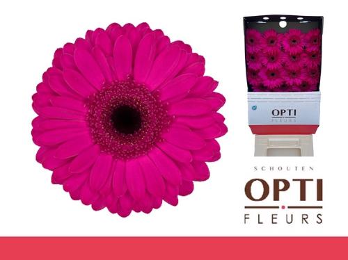 Gerbera grootbloemig Bon Dia