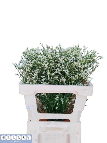 Limonium sinensis Mountain Diamond