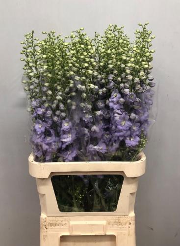 Delphinium Elatum Grp dubbelbloemig 'Dewi Impressive'