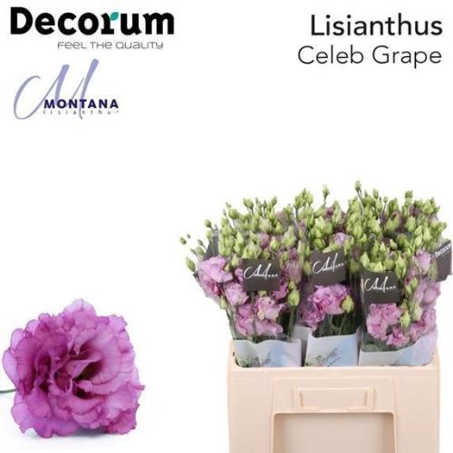 Eustoma russellianum gevuldbloemig 'Celeb Grape'