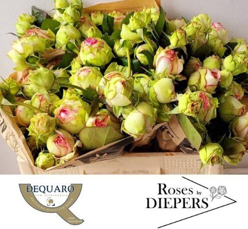 Rosa tros Biedermeier