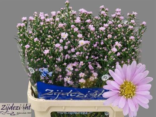 Aster Universum Grp 'Claudia'