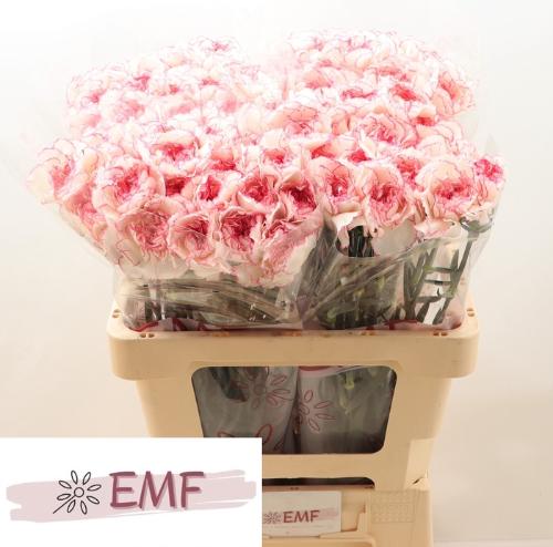 Dianthus standaard 'Pastel Damascus'