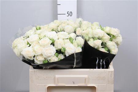 Rosa tros Bridal Flow
