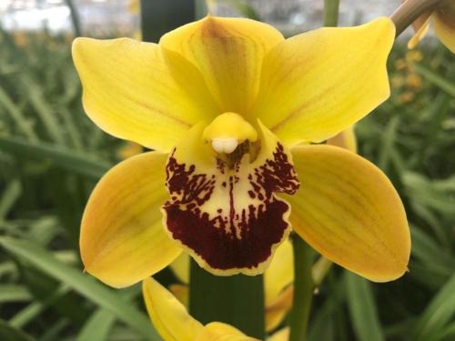 Cymbidium mini per tak Florisun 'Vera'