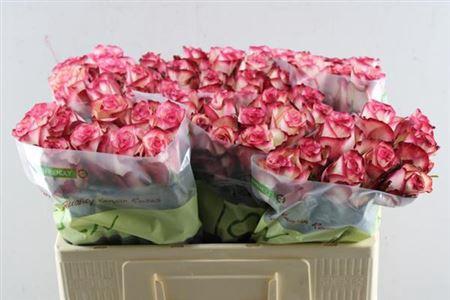 Rosa grootbloemig Paloma