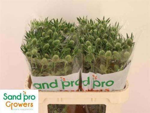 Eryngium Magical White Lagoon