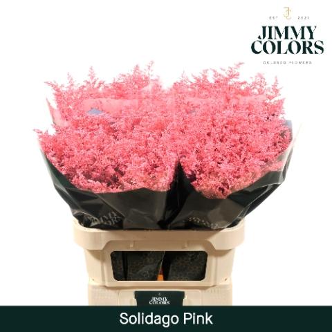 Solidago kleurbehandeld H%
