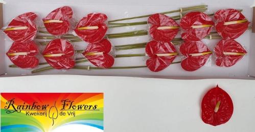 Anthurium Andreanum Grp 'Tropical'