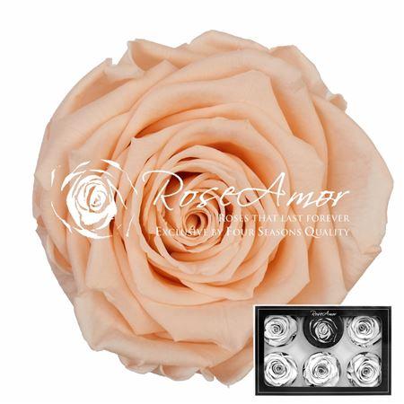 Rosa grootbloemig kleurbehandeld H%