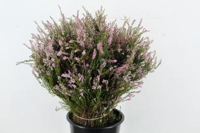 Erica per bos
