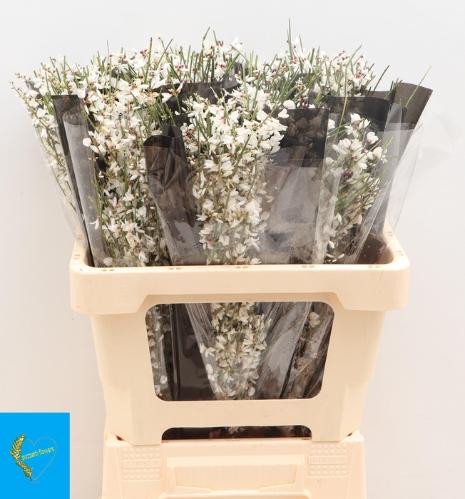 Genista overig wit per bos