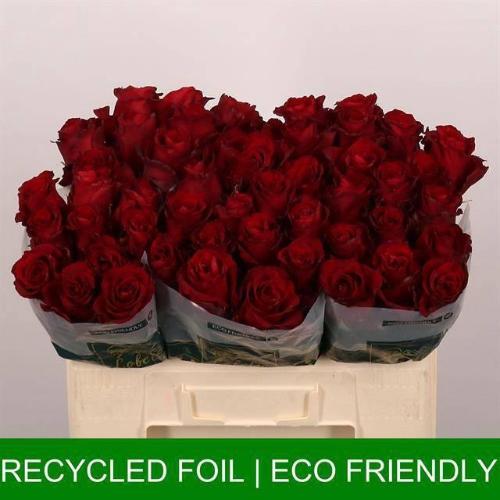 Rosa grootbloemig Explorer